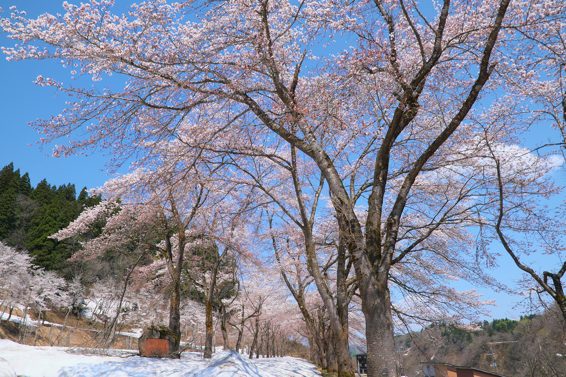 雪桜-2