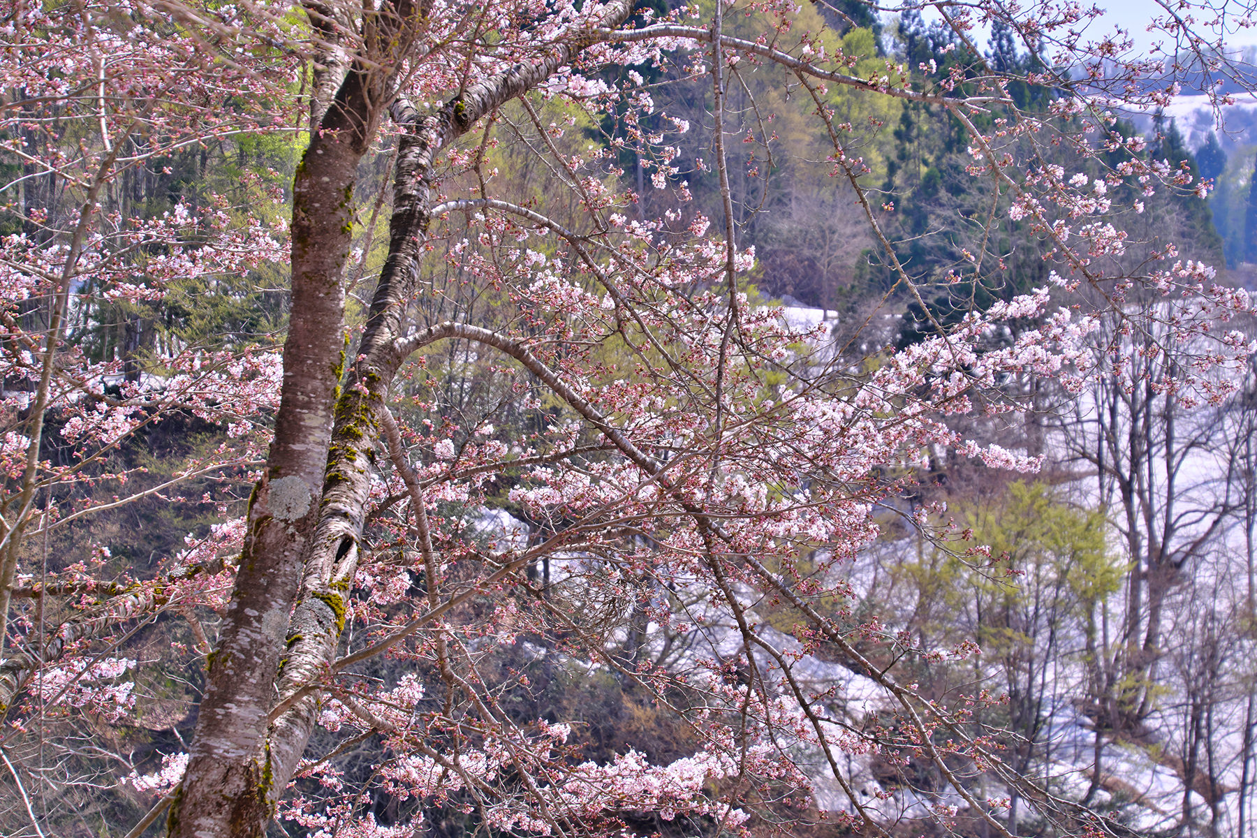 雪桜-1