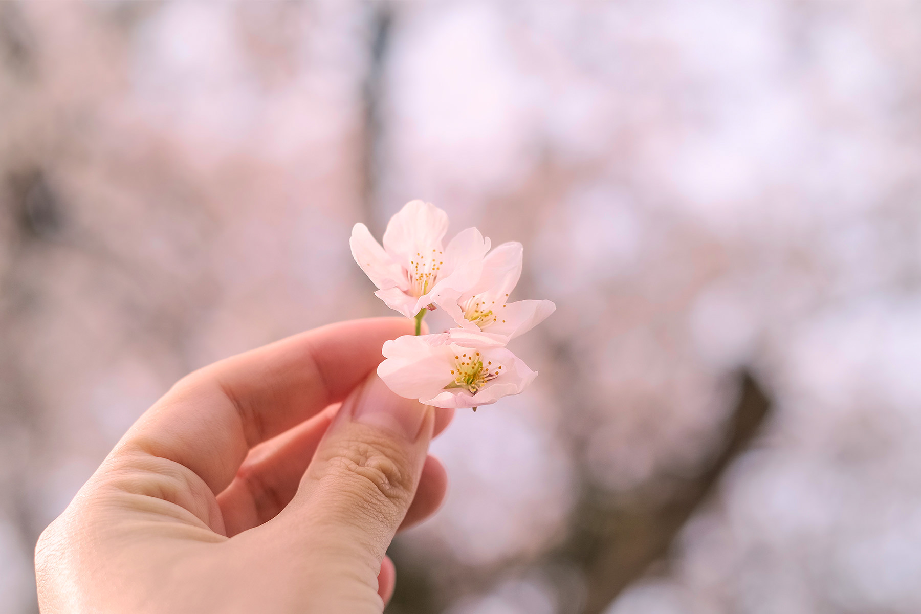 雪桜-3