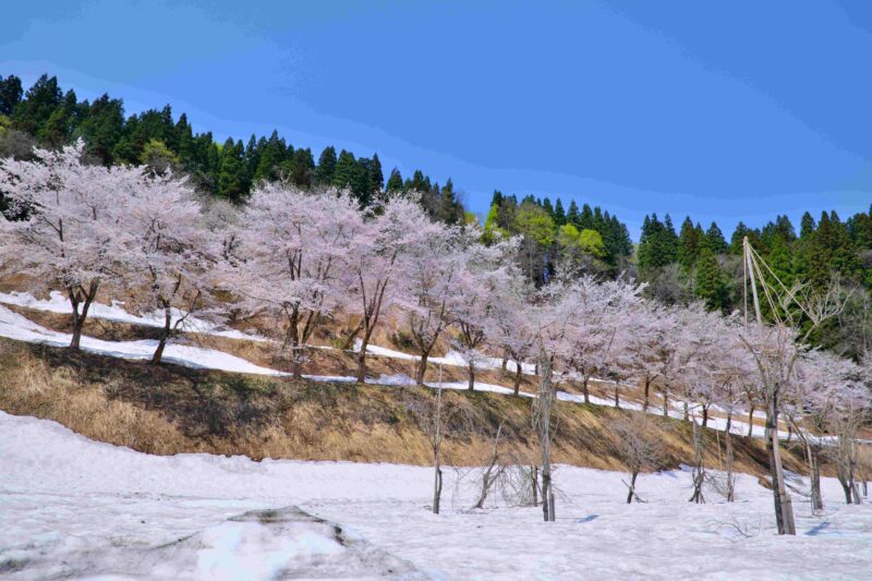 残雪の中に咲く見事な桜！「ど根性SAKURA」